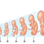 Verloskundigen PuurBegin - Groei van de baby