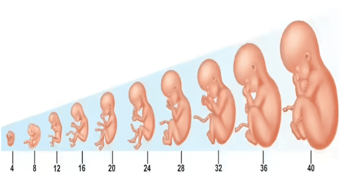 Verloskundigen PuurBegin - Groei van de baby